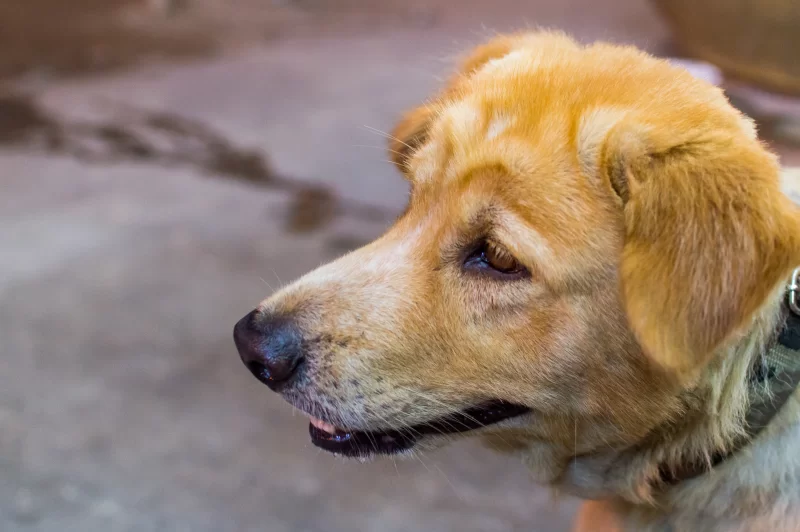 Портрет золотистого пса крупным планом, смотрящего в сторону