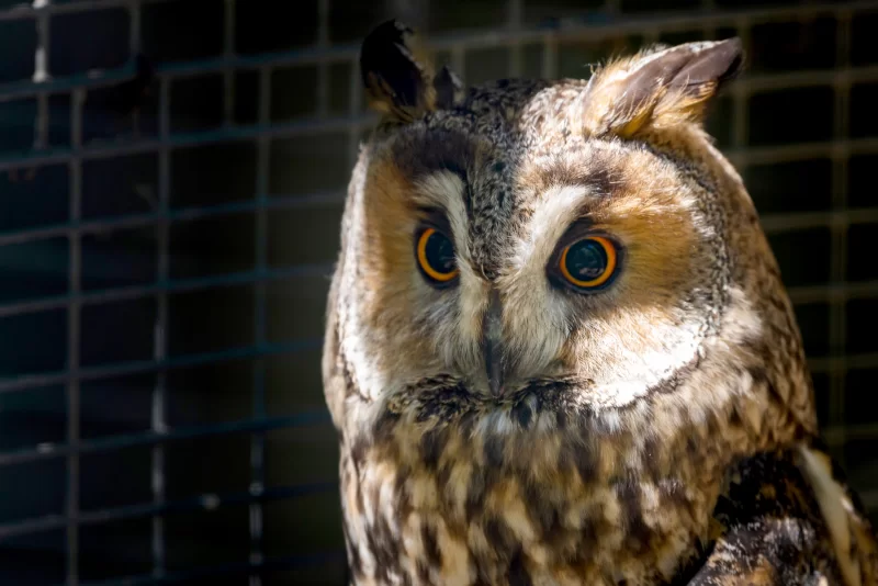 Сова в зоопарке