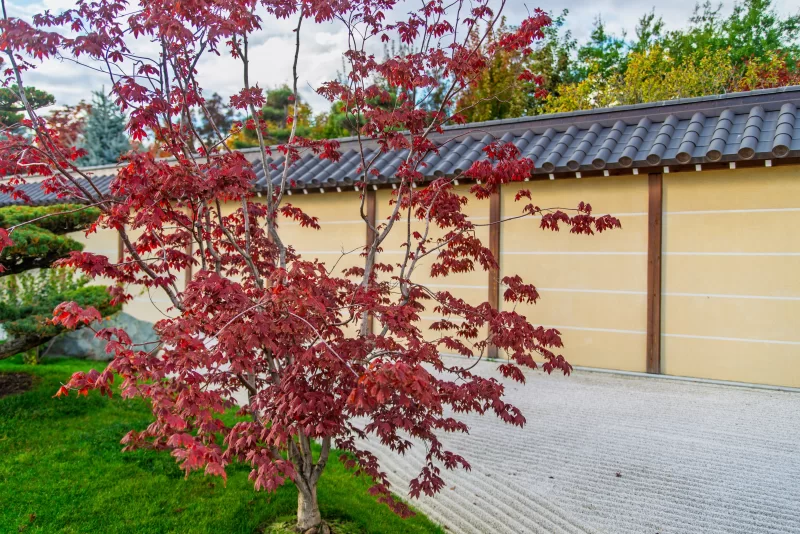 Красный японский клен в парке Галицкого