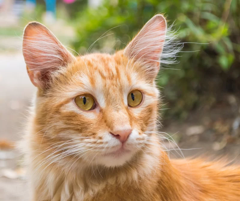 Ginger cat with expressive eyes against a natural background