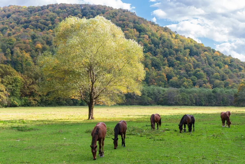 Лошади пасутся на осенней луговой местности с деревом и холмами