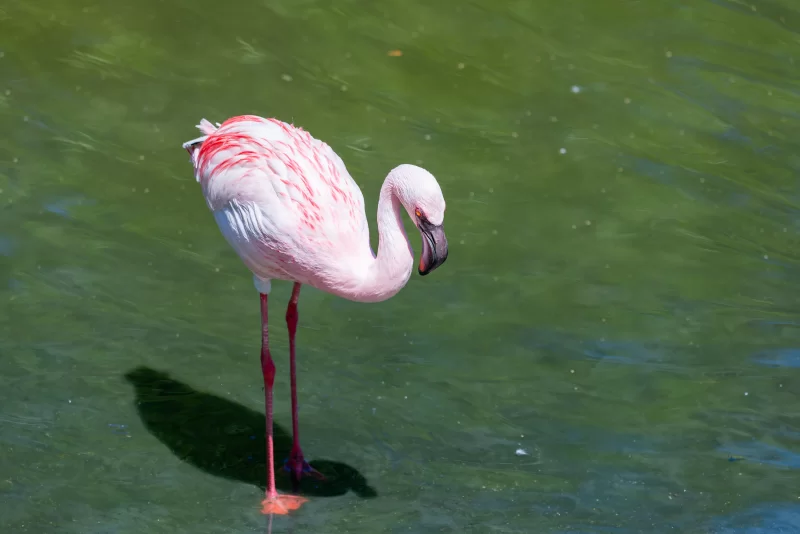 Нежный розовый фламинго в изумрудной воде