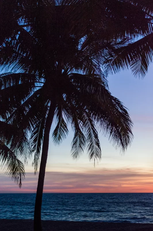 Silhouette of Palm Tree at Sunset