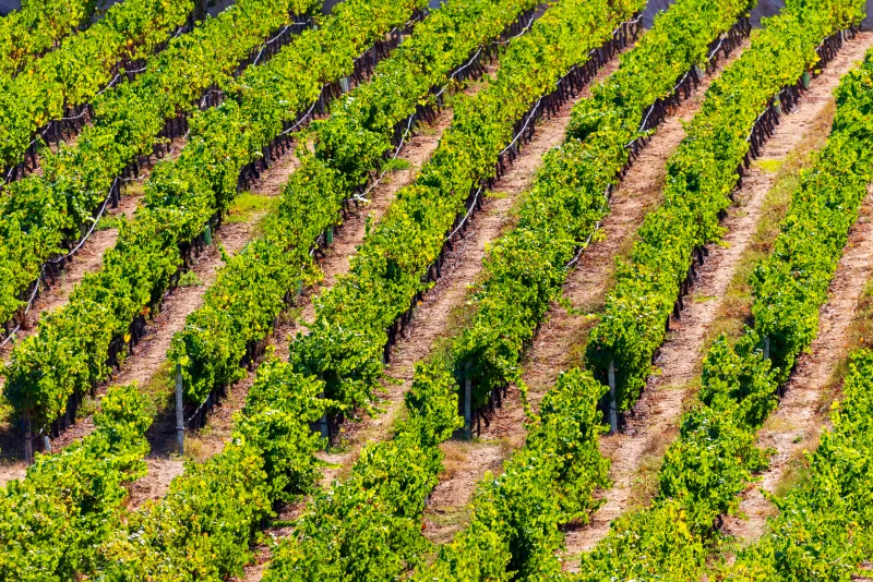 Ряды виноградников. Ландшафт винодельческой фермы.
