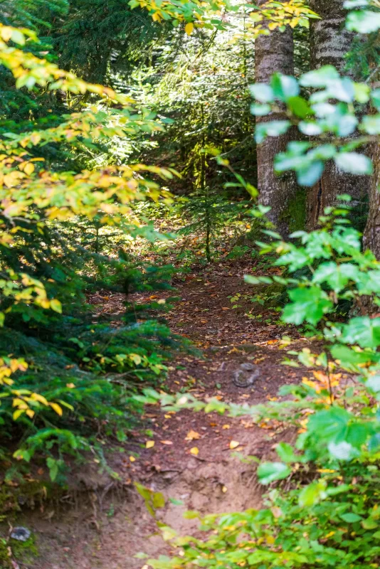 Forest Path in Adygea