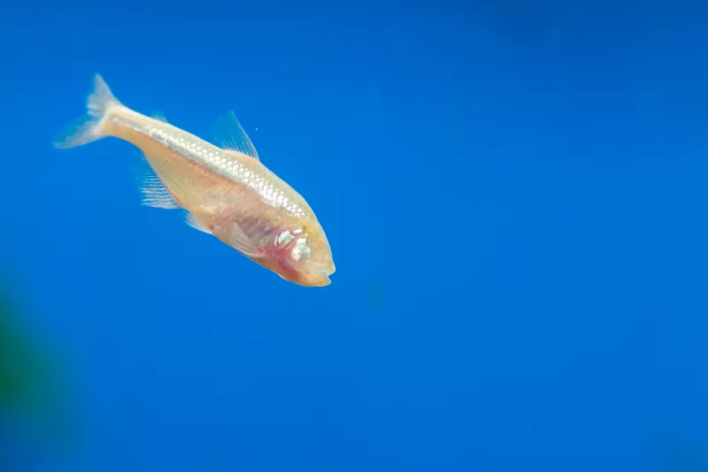 Пещерная рыба Астианас в ярко-синем аквариуме