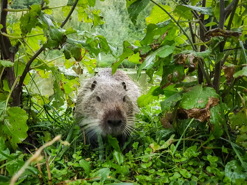 Бобр в зарослях