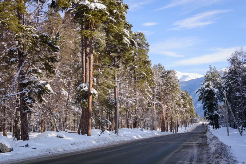 Winter road in snowy forest