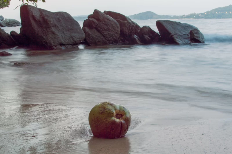 Зеленый кокос на пляже в сумерках