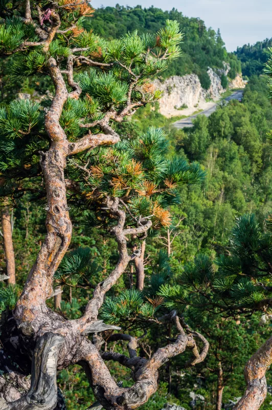 Изогнутая сосна в горной чаще