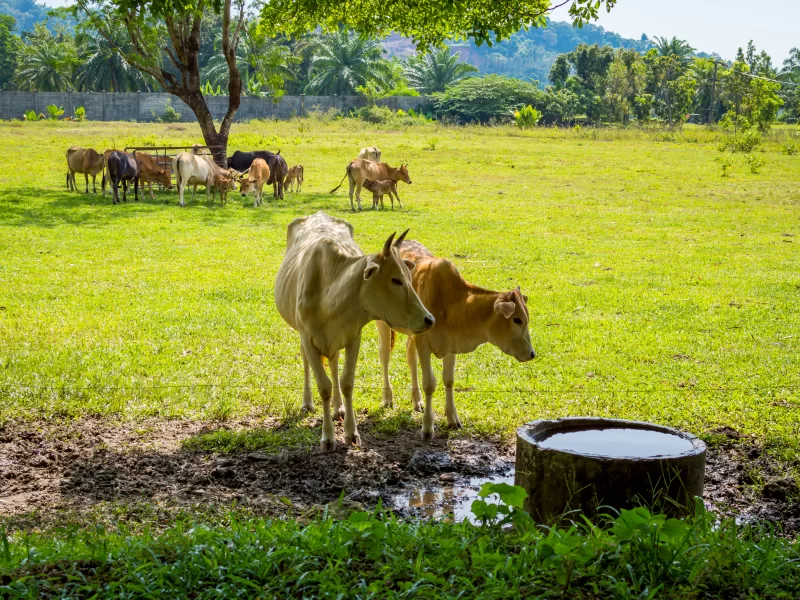 Коровы пасутся на свежем зеленом поле.
