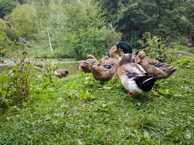 Стая уток на берегу живописного пруда