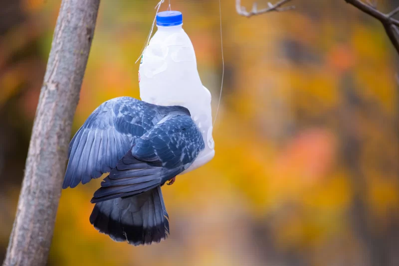 Pigeon feeding from a homemade feeder against an autumn forest background