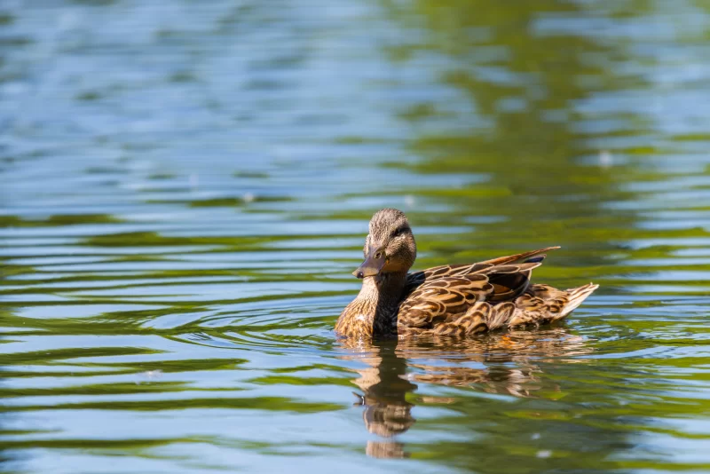 Утка кряква плывет по зеркальной глади воды в солнечный день