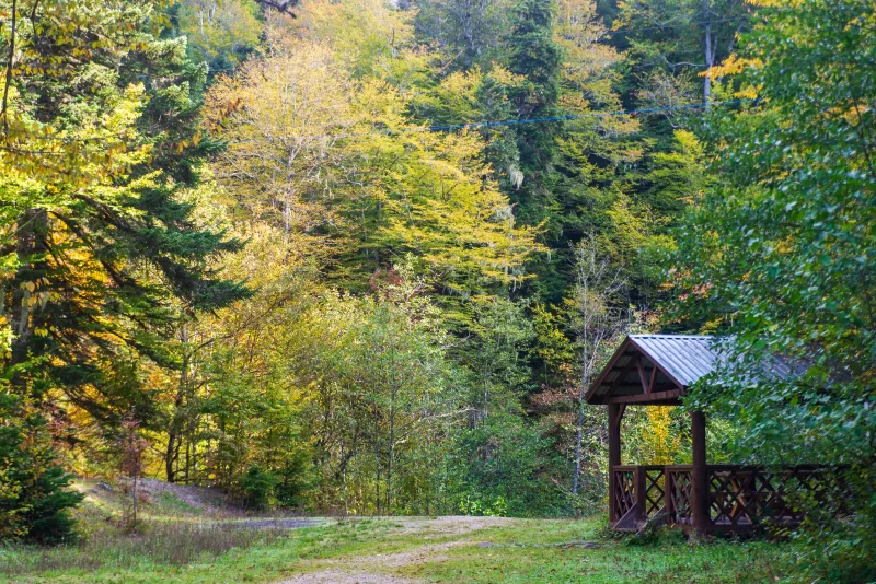 Осень в лесу с деревянной беседкой