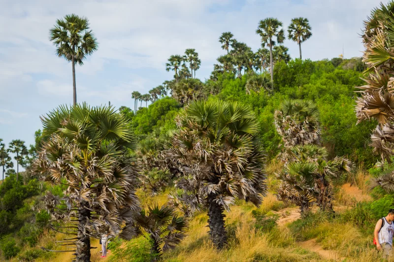 Пальмы на побережье в сумерки