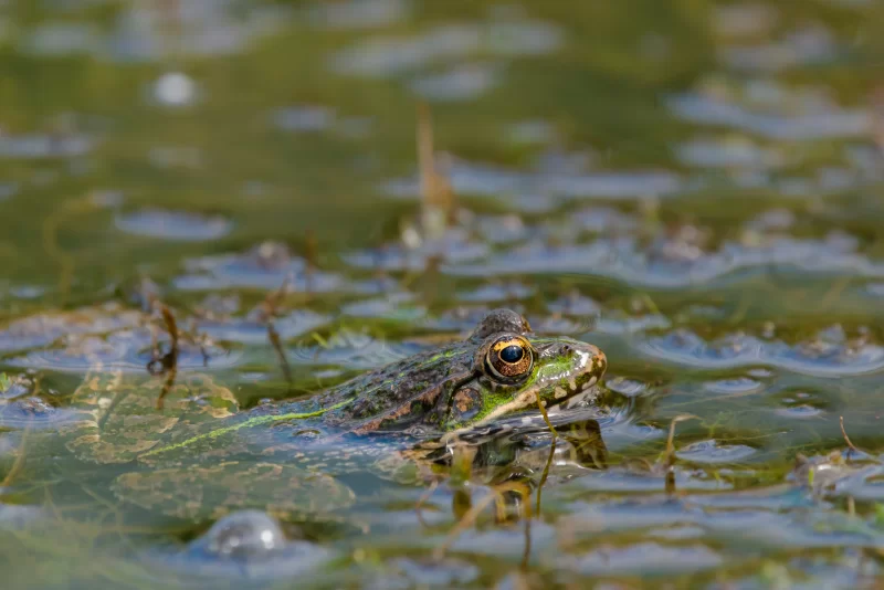 Green frog in water