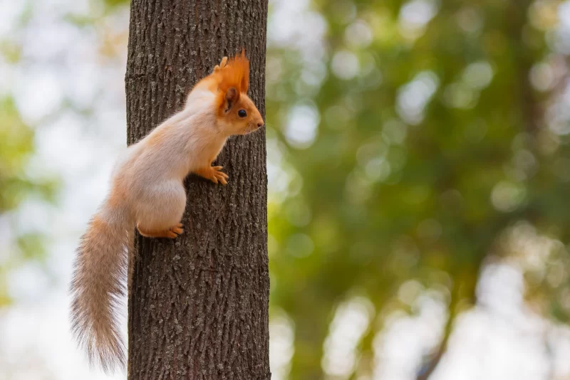 Рыжая белка на стволе дерева