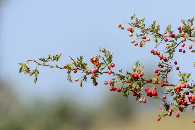 Красные ягоды на ветке дерева на фоне чистого неба