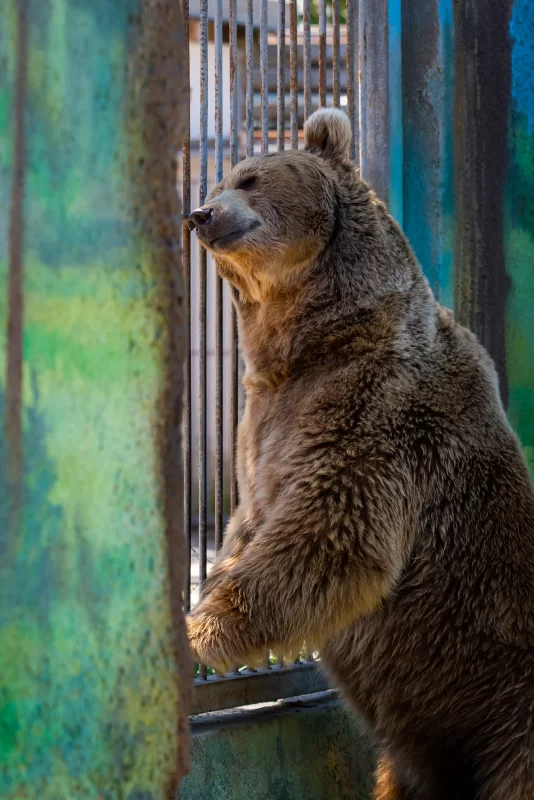 Задумчивый медведь в зоопарке