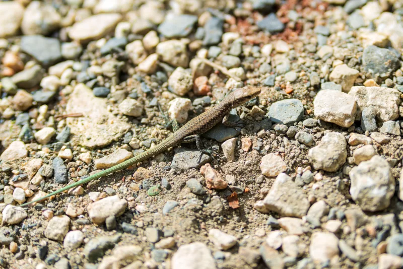 Lizard on stones in a sunny day