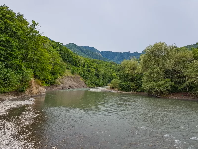 Горная река в густом лесу: спокойствие природы