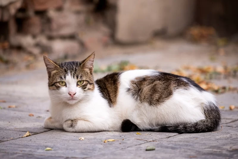 Fluffy tabby and white domestic cat resting on a stone pathway