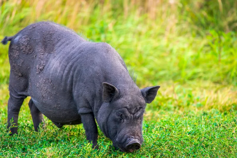 Вьетнамская пузатая свинья
