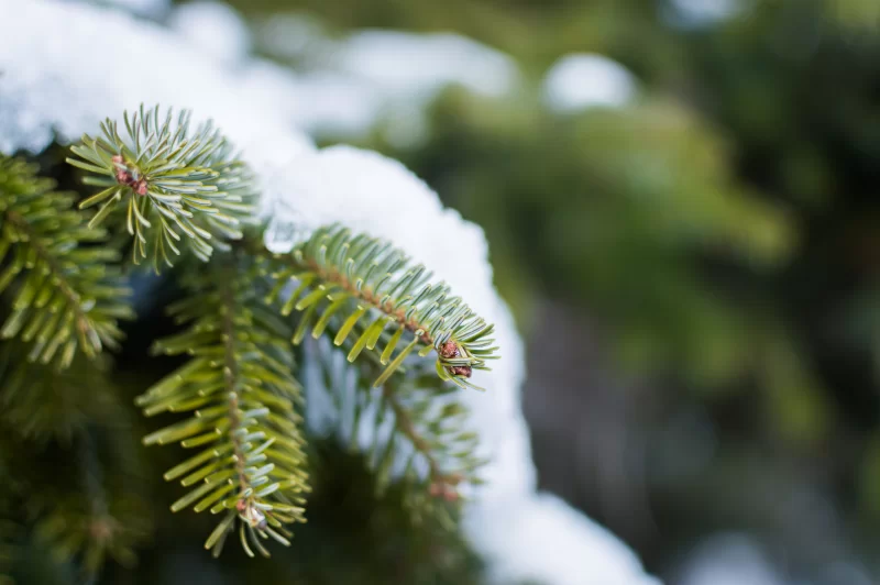 Winter forest: close-up of a fir branch covered in fluffy snow