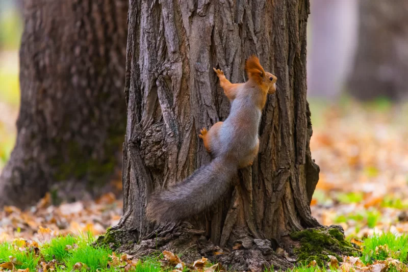 Squirrel on Tree. Autumn Forest