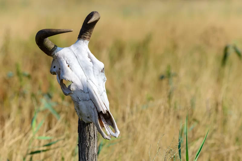 Костяк овцы с рогами на деревянном столбе в сухой траве