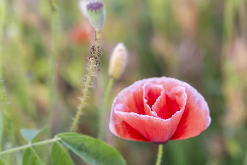 Яркий красный мак на мягком фоне поля