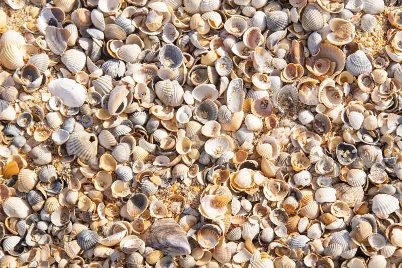 Крупный план разнообразных морских ракушек на песчаном пляже.