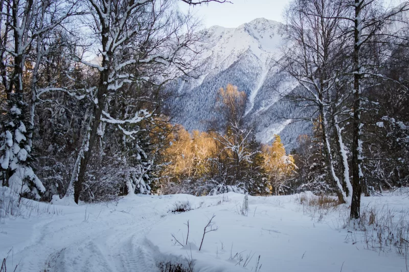 Зимний лес, заснеженные деревья и горный пейзаж с дорогой