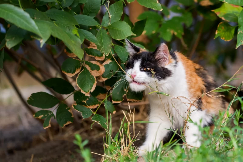 Calico cat explores greenery