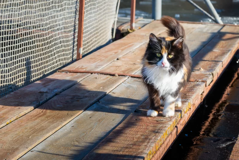 Fluffy calico cat on wooden boardwalk in bright sunlight