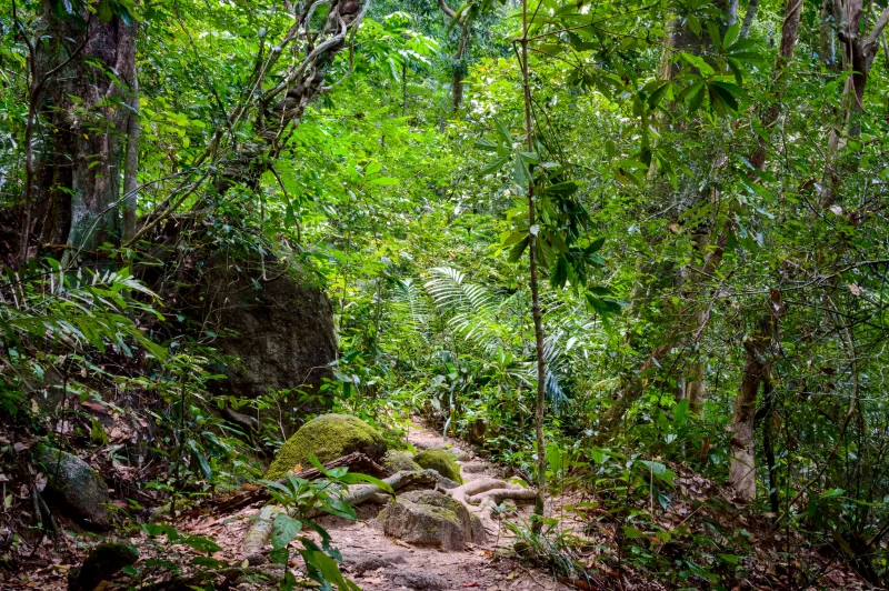 Серенное тропическое лесное ущелье в Таиланде