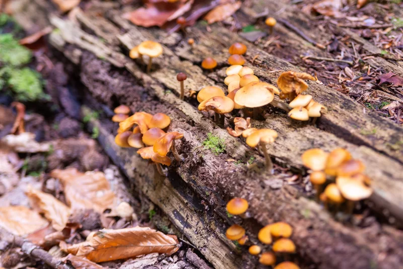 Золотые грибы на поваленном бревне в лесу