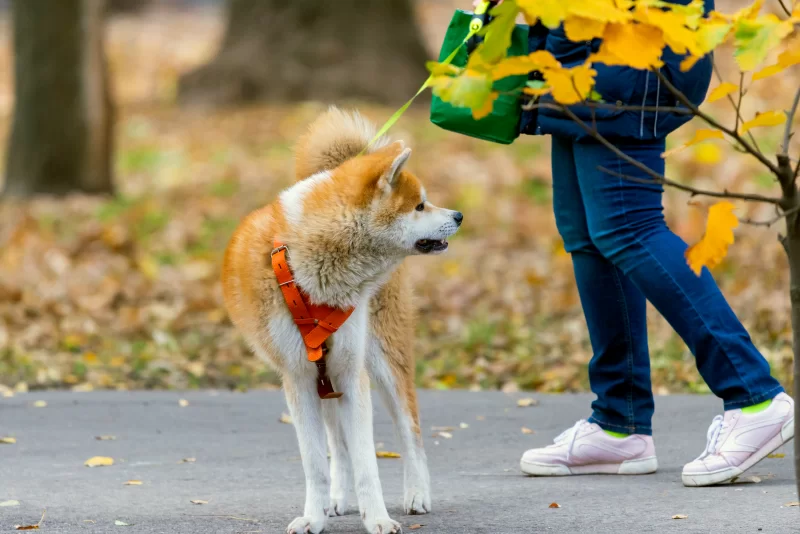 Акита-ину на прогулке осенью в парке