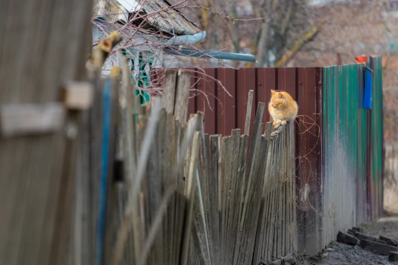 Рыжий кот сидит на старом деревянном заборе на фоне металлического забора
