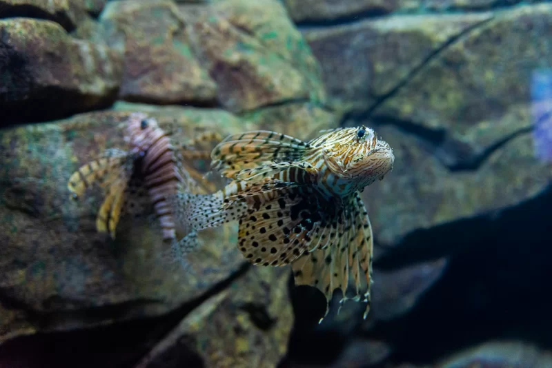 Львиная рыба в аквариуме: детализированный портрет