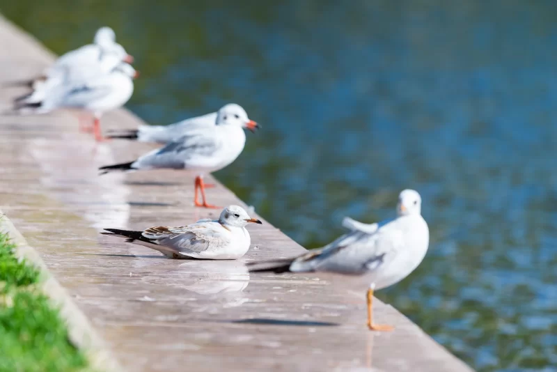 Seagulls resting on the embankment by the water