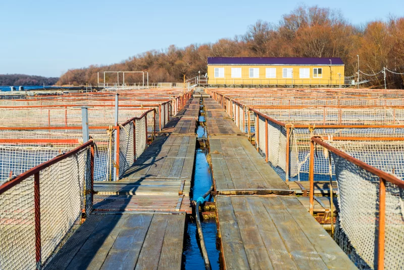 Промышленный пруд для разведения осетра с деревянными переходами и сетчатыми бассейнами