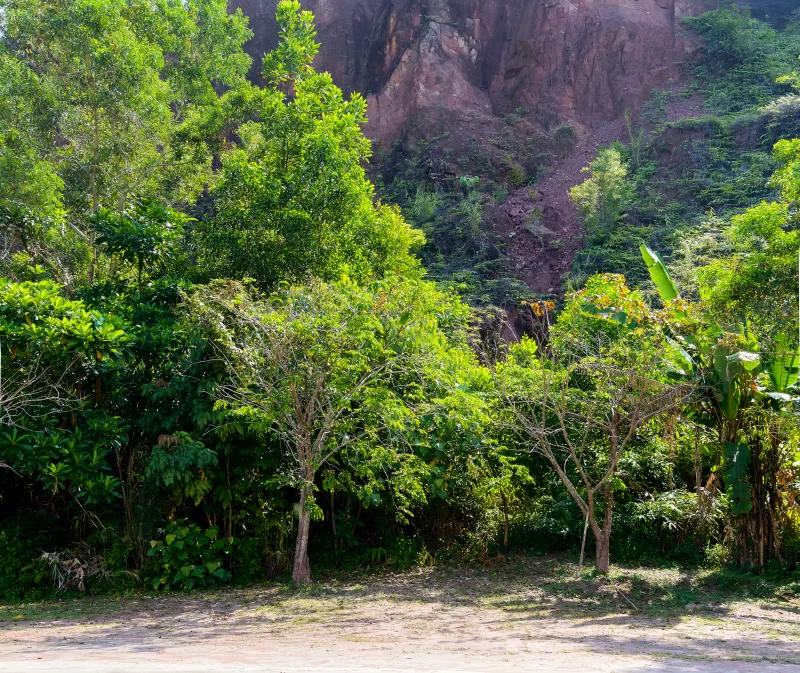 Густой тропический лес с красными скалами на фоне
