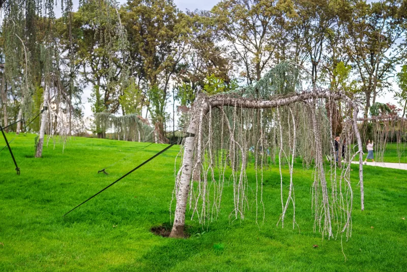 Слезящееся дерево в парке Галицкий