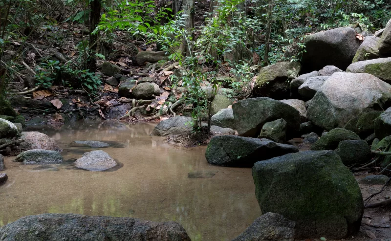 Поток в джунглях с мхом на камнях