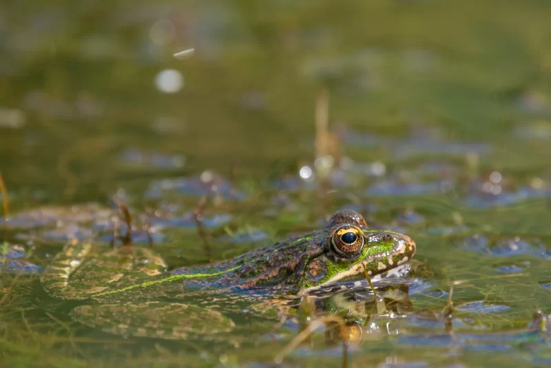 Frog in water
