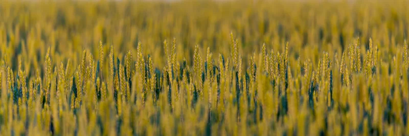 Зеленое пшеничное поле