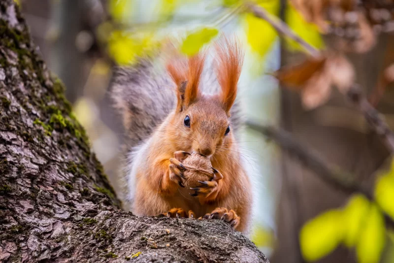 Белка с орехом на ветке