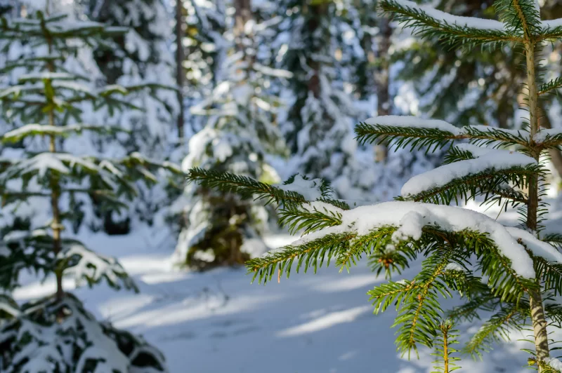 Snow on fir branches in a winter forest: natural beauty